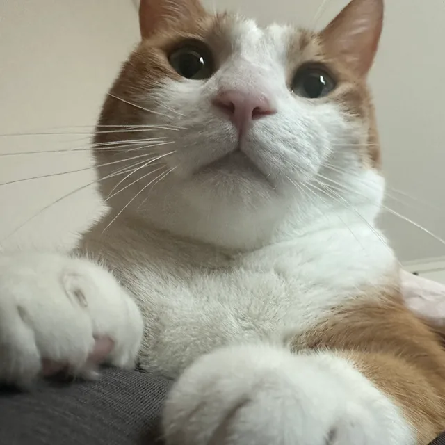 유보리