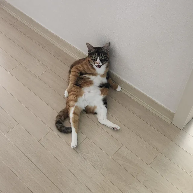 까미완두