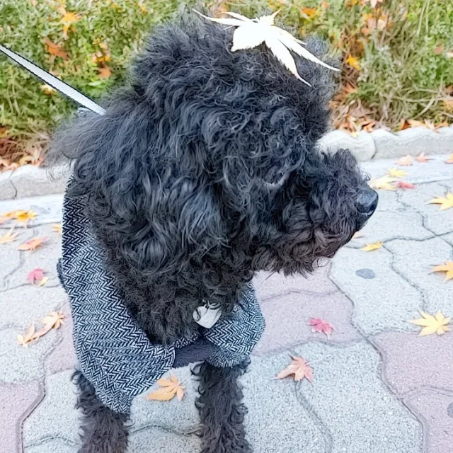코이코이