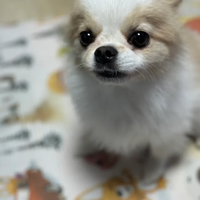 신의별님