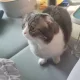 hygwjwbw