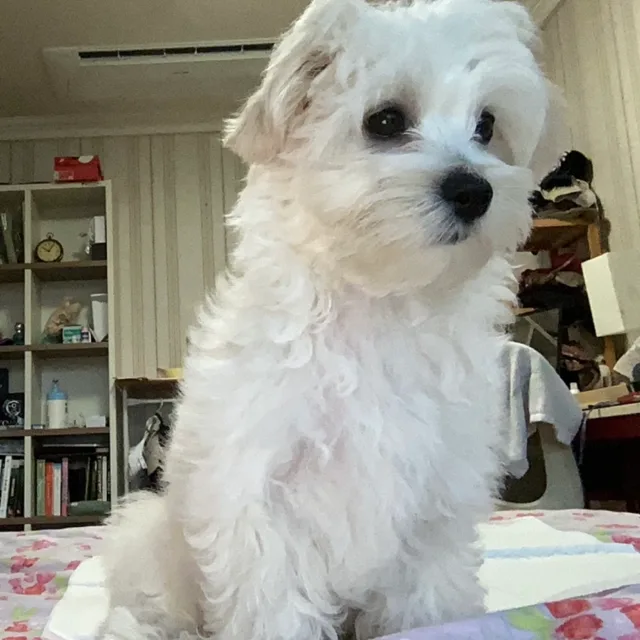 또리