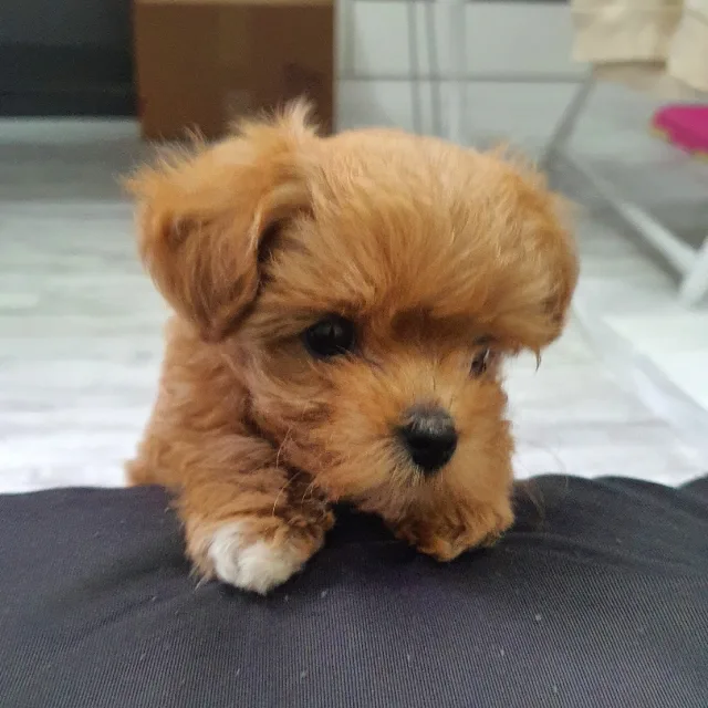 마이구미