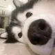 스껄피온
