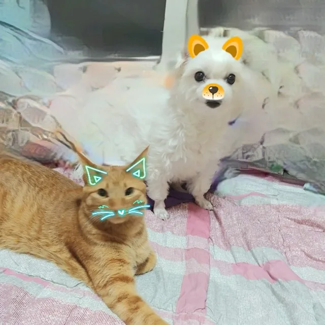 대복
