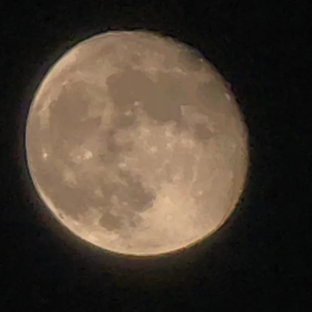 울산달짱이