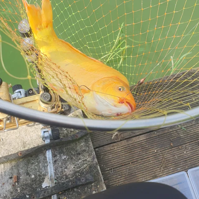 당근초보