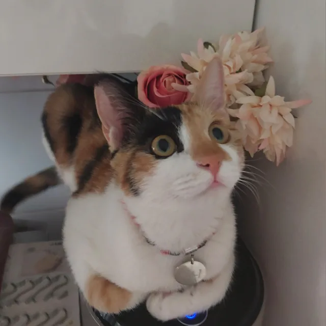 신비아