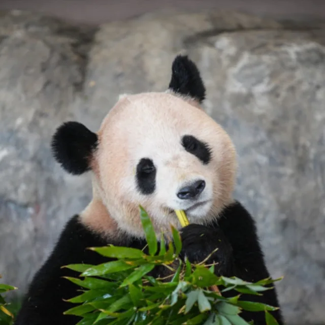 panda