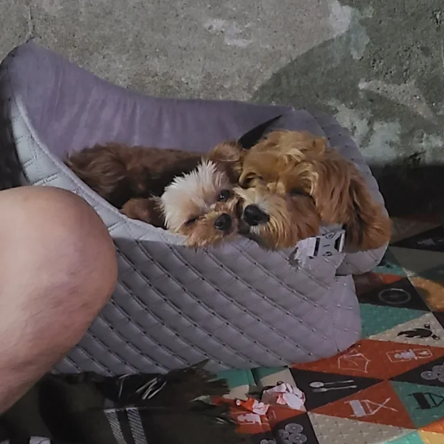아리단단엄마