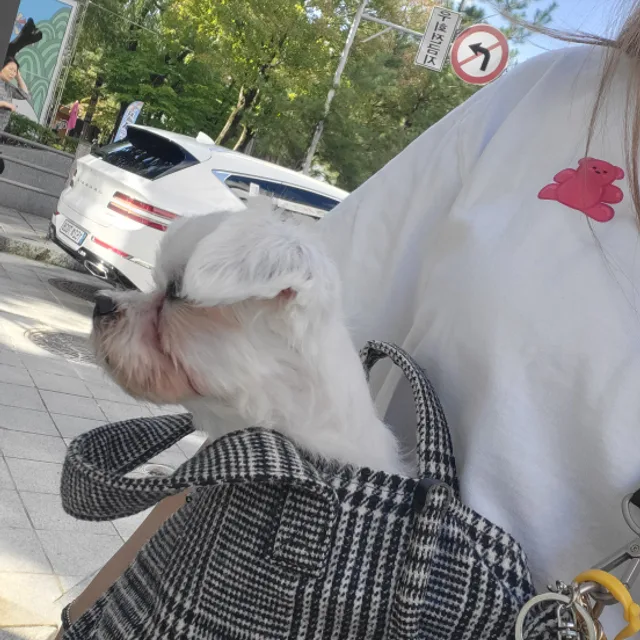 이리냥