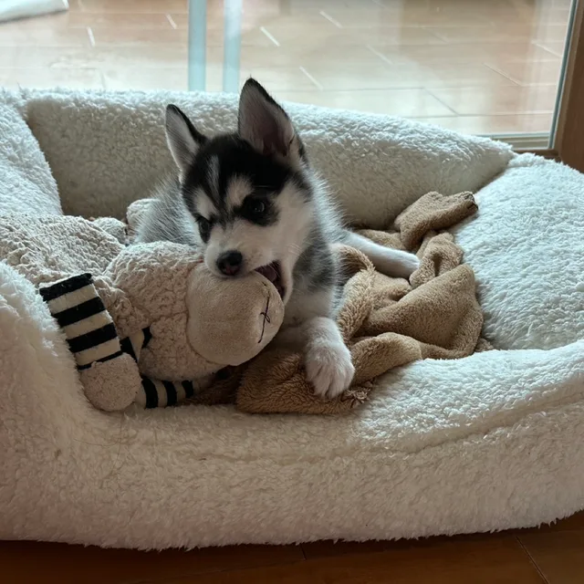후니