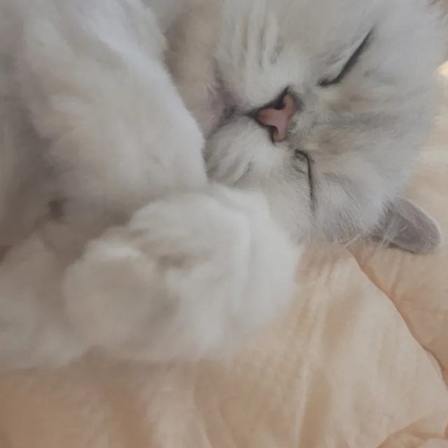 닉넴