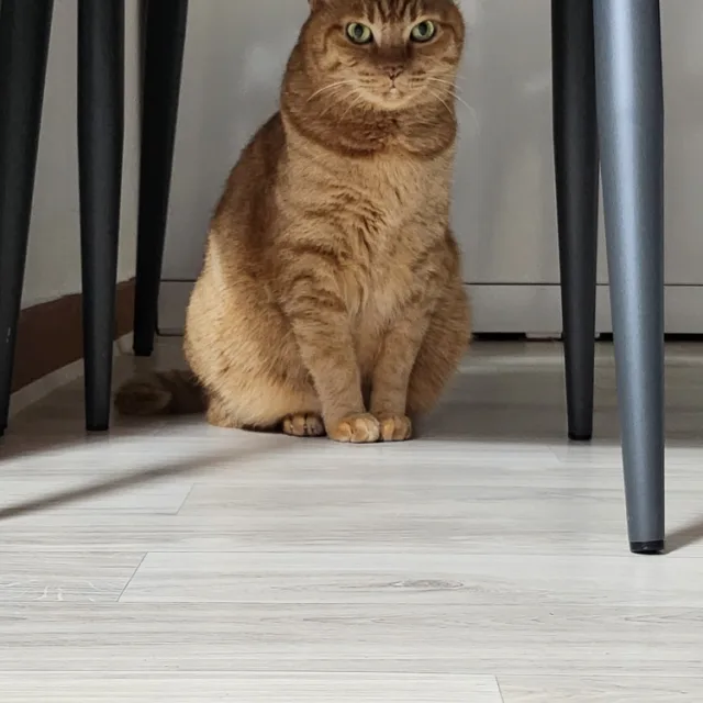미카엘라