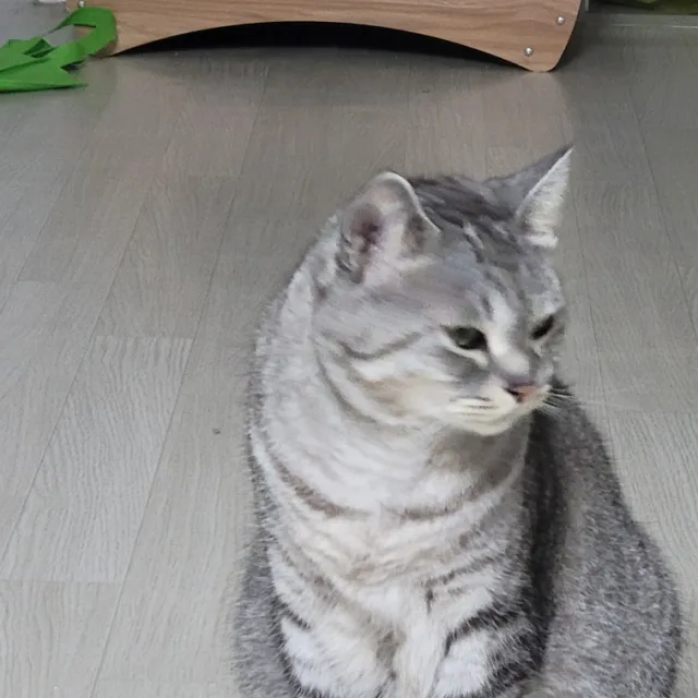봉식맘