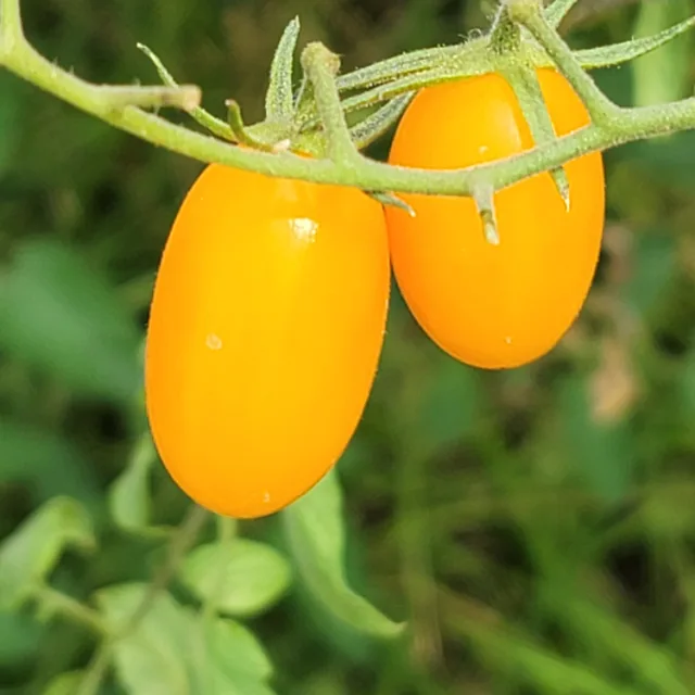 이프로