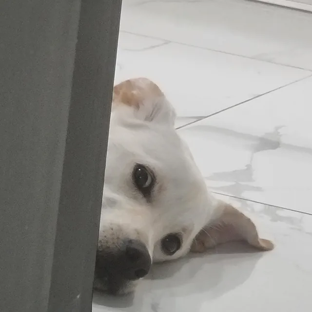 미소링