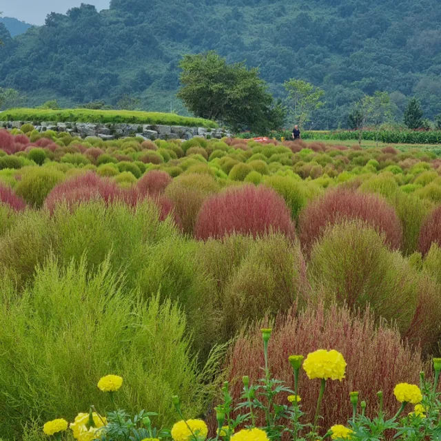 푸른하늬바람