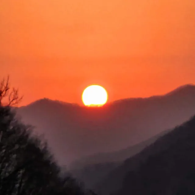 멋쪄버리