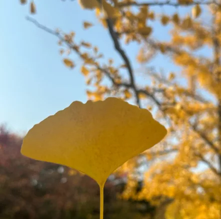 빙봉