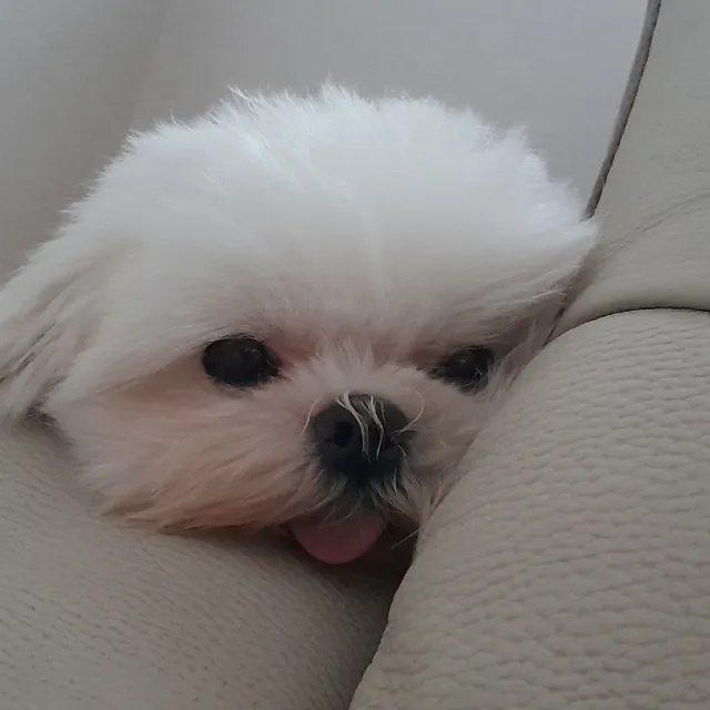 오겹보다삼겹이맛있다