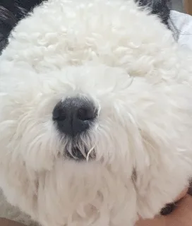 콩콩