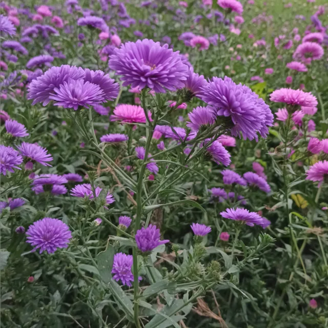로즈마리67목감산현동