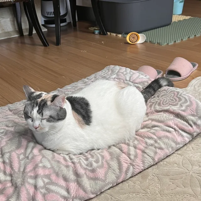 구름빵