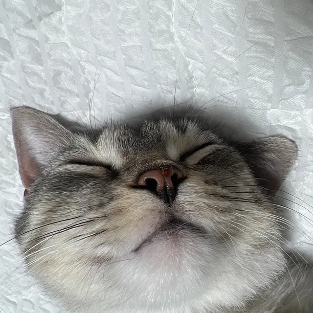 또리맘