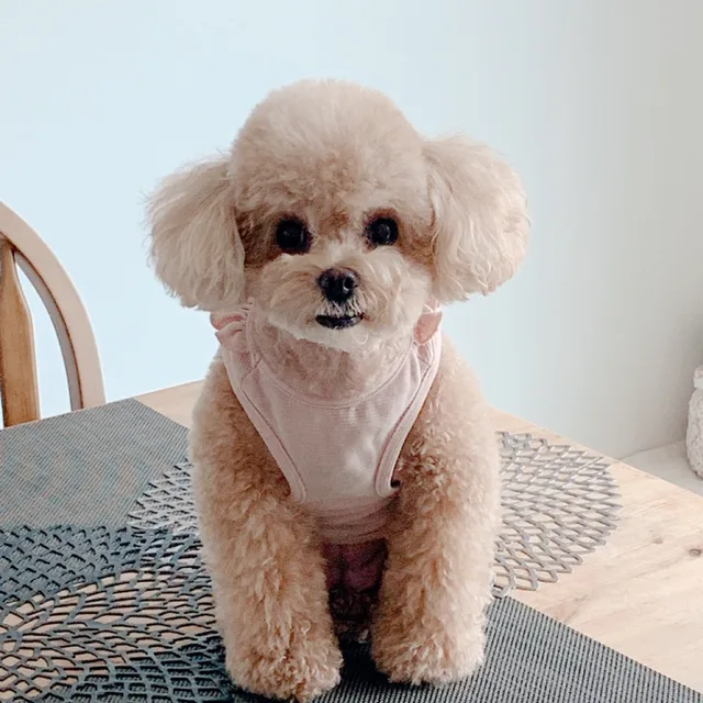 아루로아