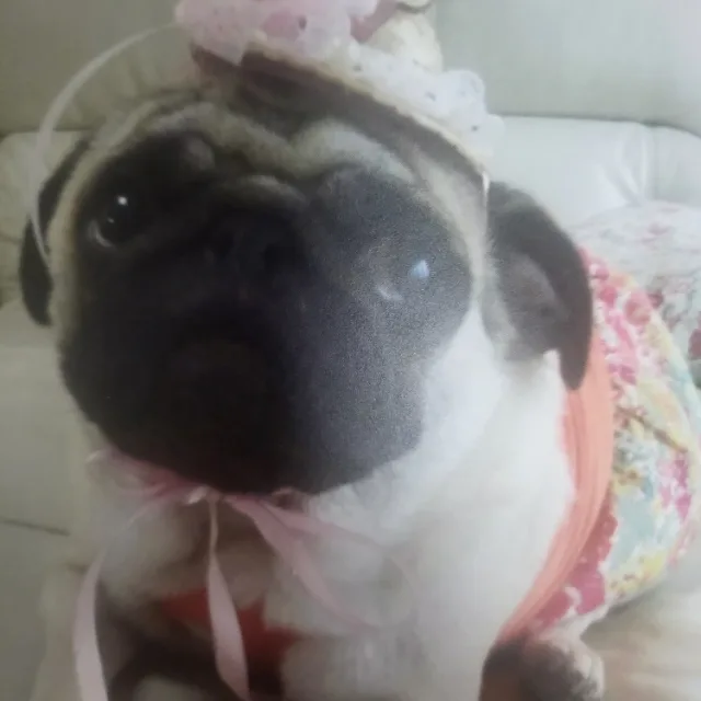 차칸나비