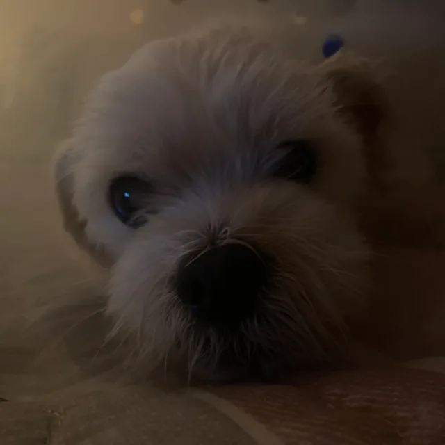 땍짹이