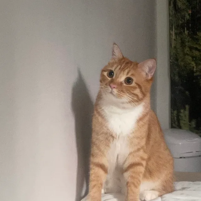 보리차