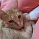 보미