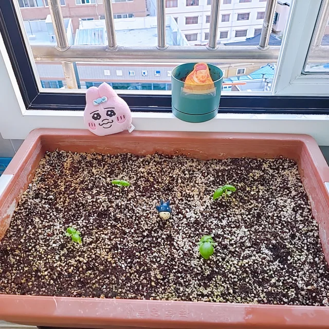 뽕쿠