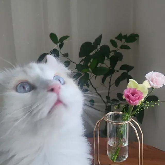 시루집사