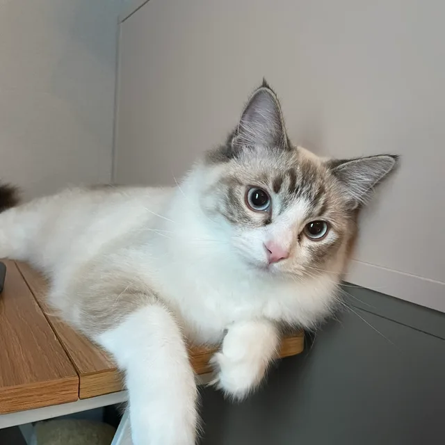 토토