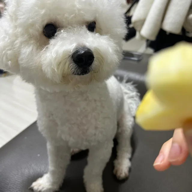 주효니