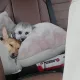 쥬쥬