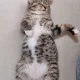 뇽꼬