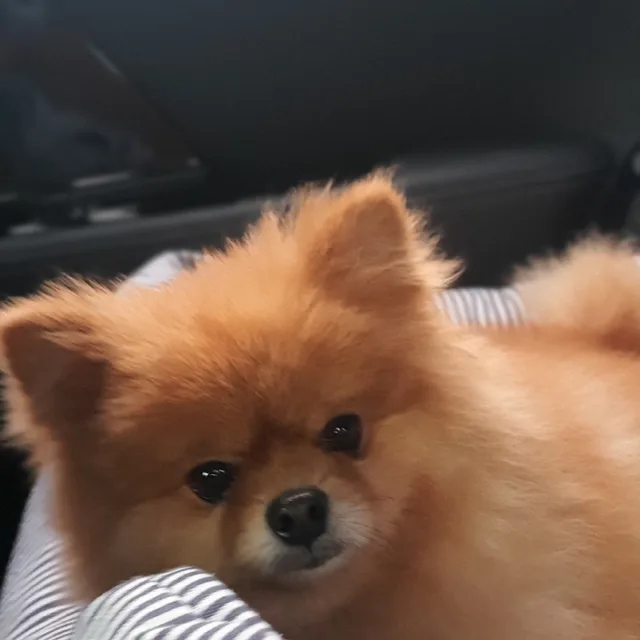 구띠