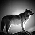 GreyWolf