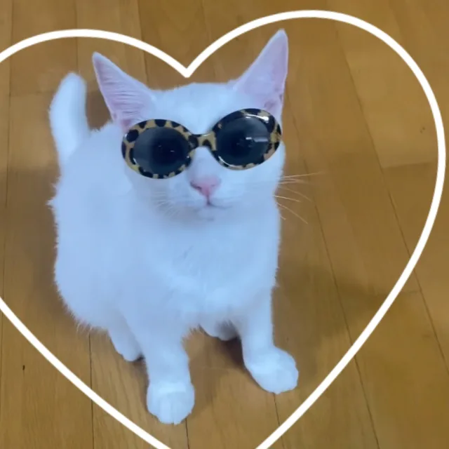 포포