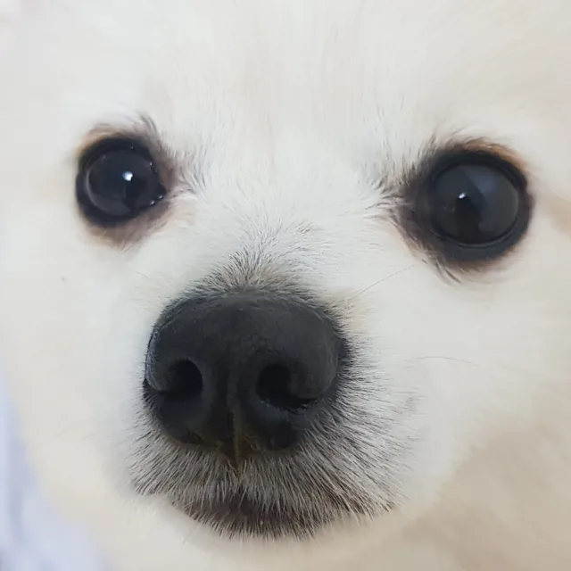 표피오
