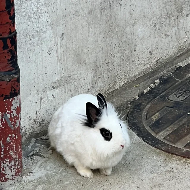 두두