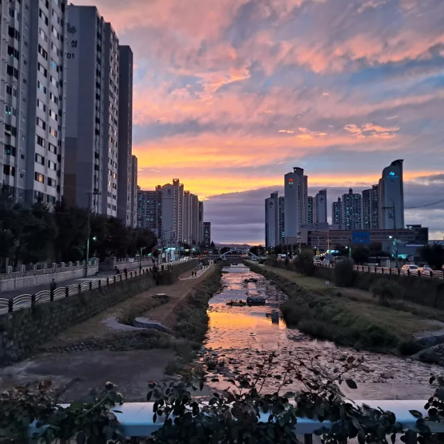 세천바라기