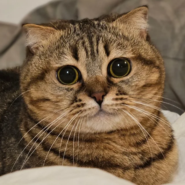 봄이집사