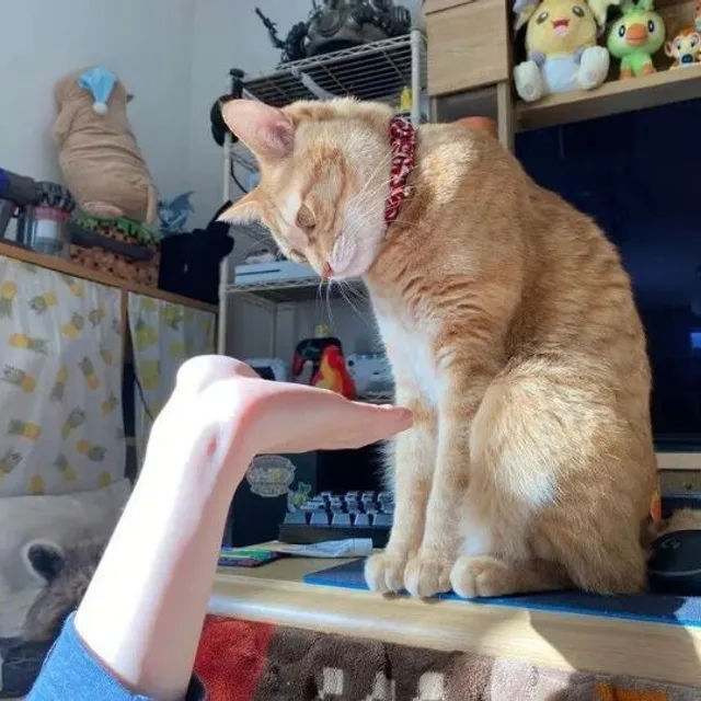 1stray