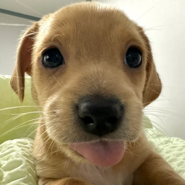 띵동