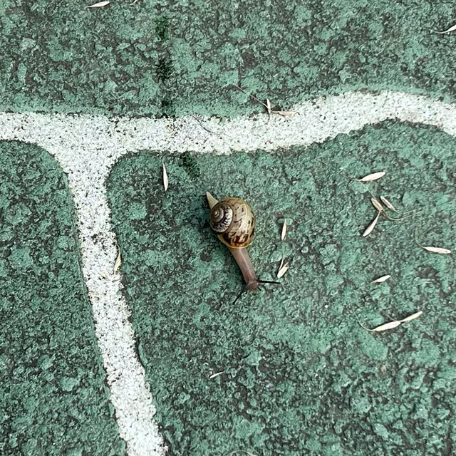 당근은첨이라